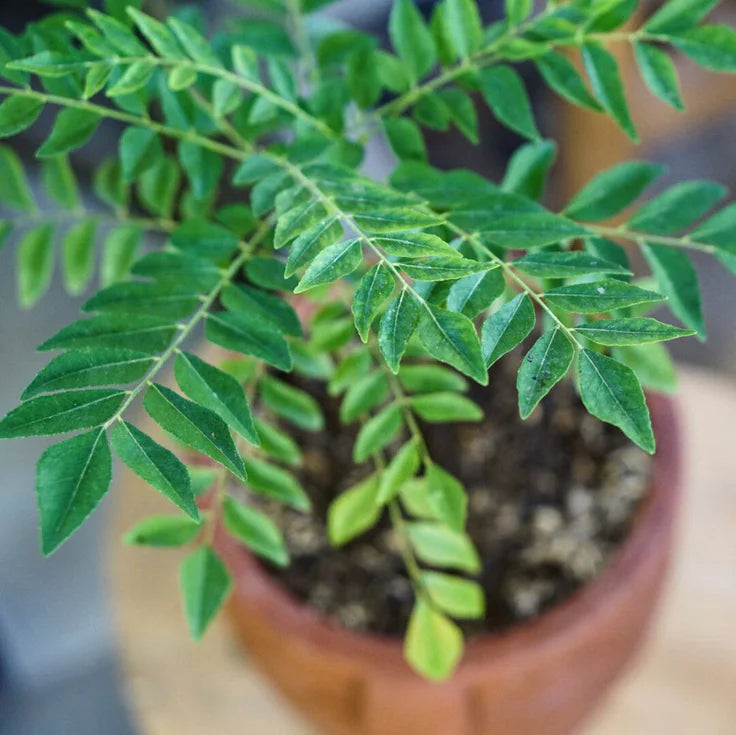 Curry Leaf Plant Growing Tips Full Sun Conditions