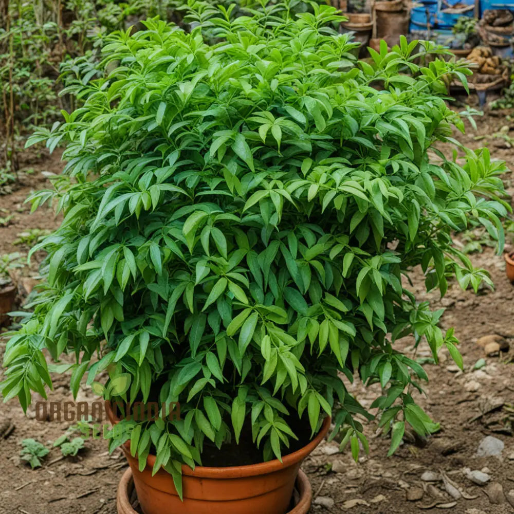 Curry Leaf Seedlings in Full Sun Warm Climate