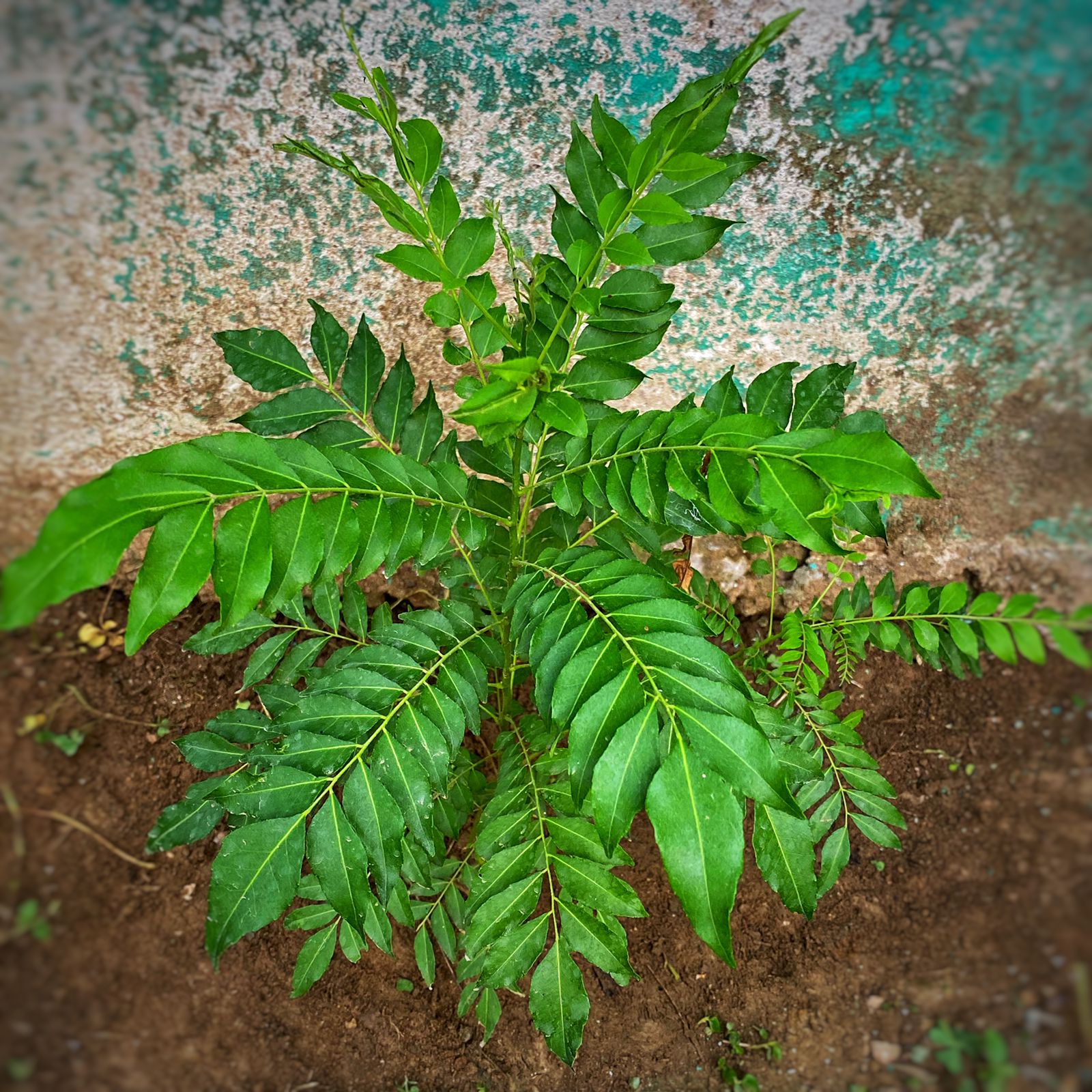 Organic Curry Leaf Seeds for Planting Non-GMO Heirloom