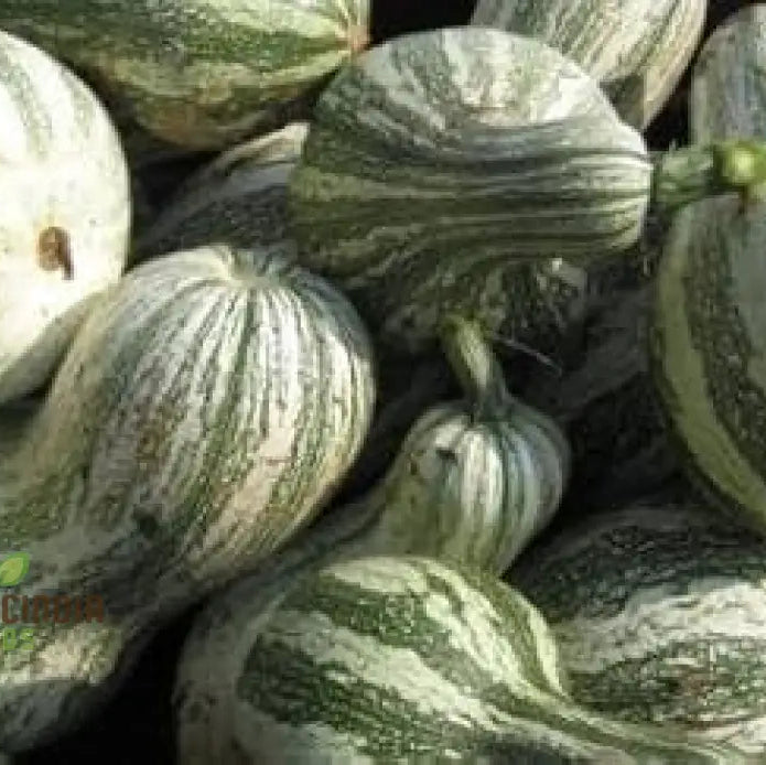 Cushaw Green-Striped Pumpkin Seeds For Gardening | Buy High-Quality Online
