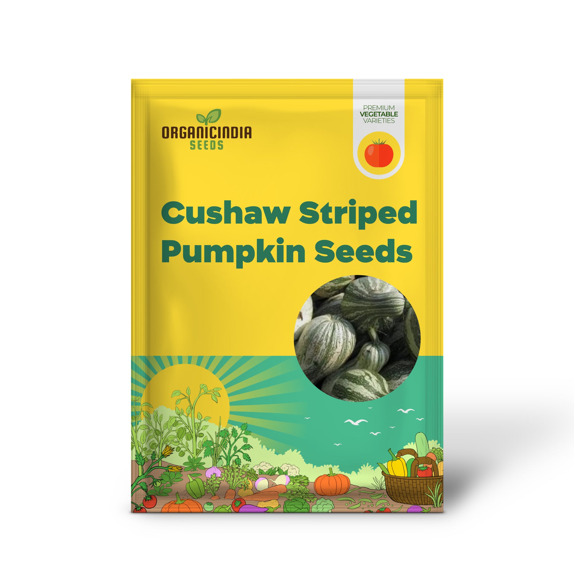 Cushaw Green-Striped Pumpkin Seedlings Growing from Seeds