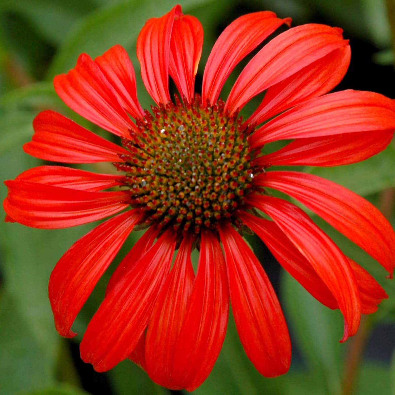 Non-GMO Echinacea flower seeds hardy perennial