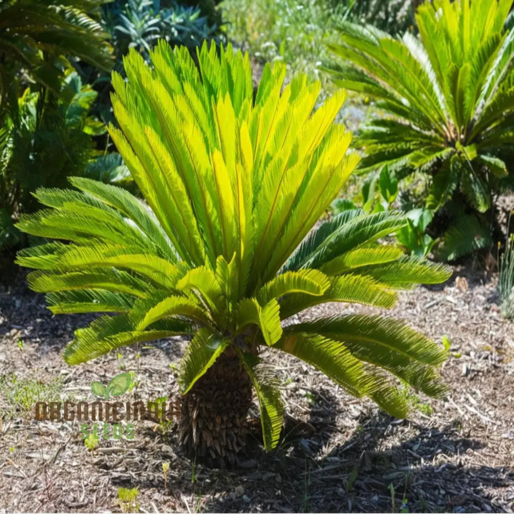 Cycads Tree Seeds Producing Lush Palm-Like Evergreen Foliage