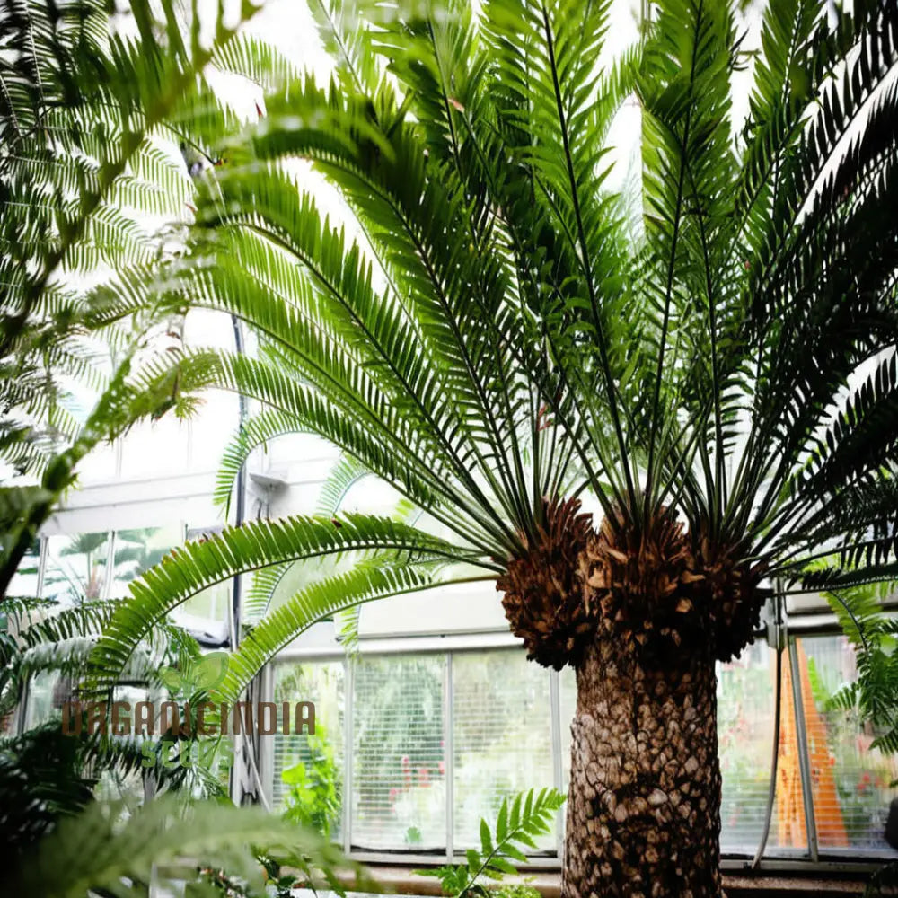Sprouting Cycads Tree Seeds – Tropical Evergreen Garden Plants