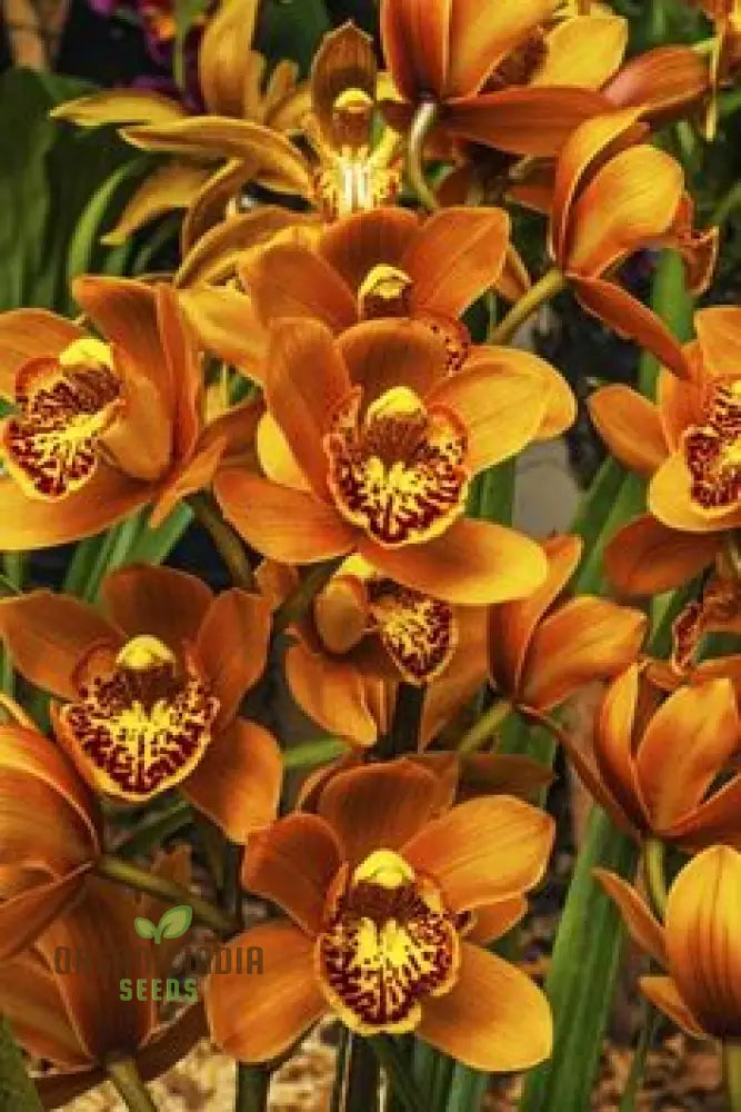 Cypripedium Bonsai & Garden Seeds (100 Pcs) Flower Seeds