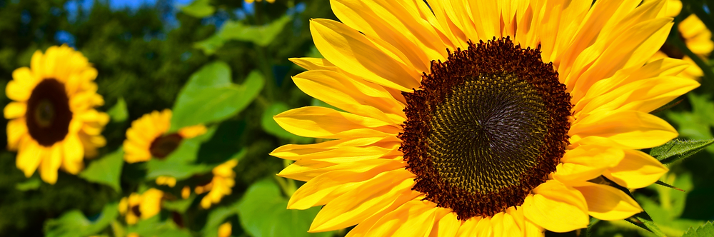 Semillas de girasol – Variedad de crecimiento alto para flores vibrantes en el jardín
