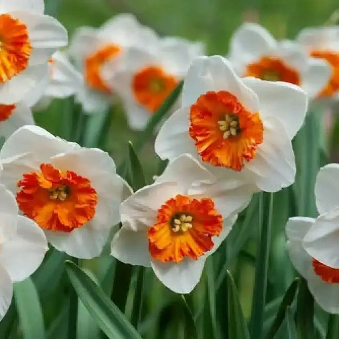 Daffodil Seedling from White and Orange Seeds, Easy-to-Grow Spring Plant