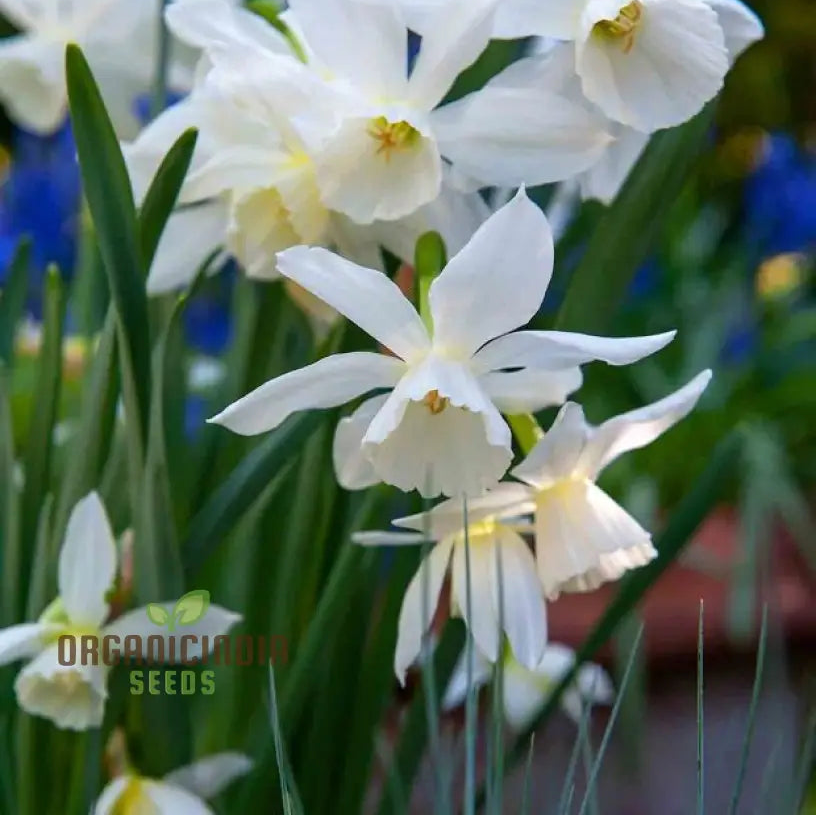 Narcissus Thalia White Daffodil seeds for planting and spring blooms
