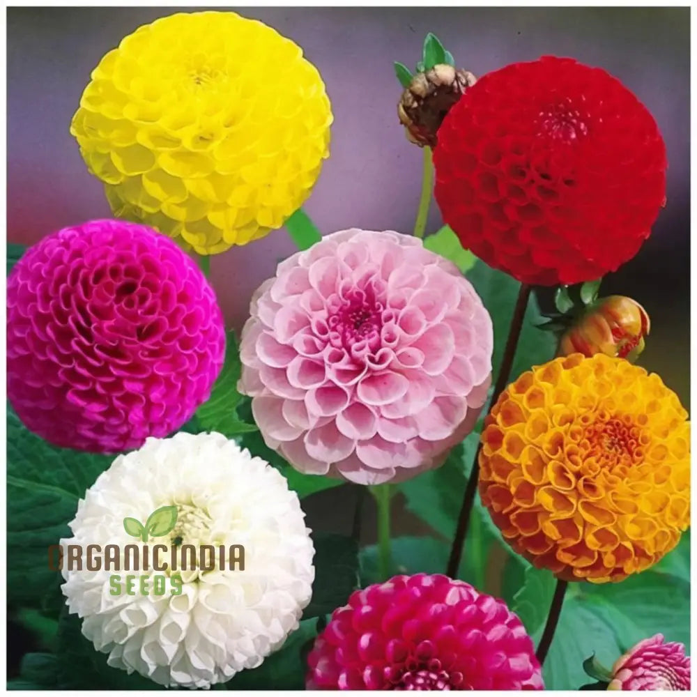 Dahlia Double Mixed Flower Seeds â€“ Elevate Your Gardening Experience With A Brilliant Array Of