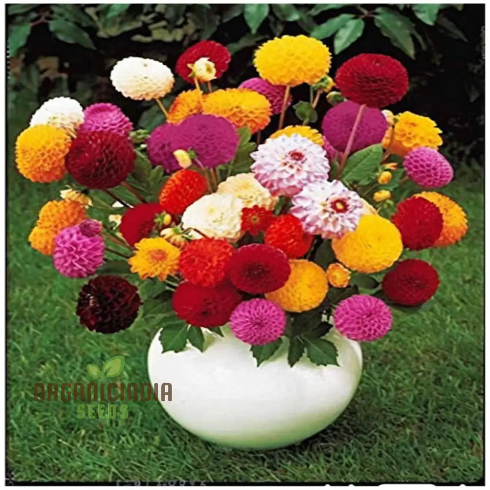Dahlia Double Mixed Flower Seeds â€“ Elevate Your Gardening Experience With A Brilliant Array Of