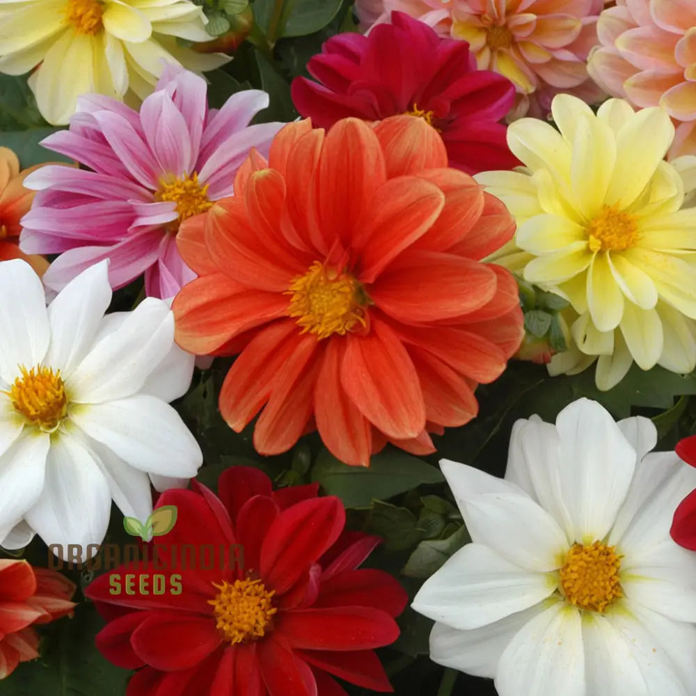 Dahlia Figaro mixed flower seeds vibrant blooms for gardens