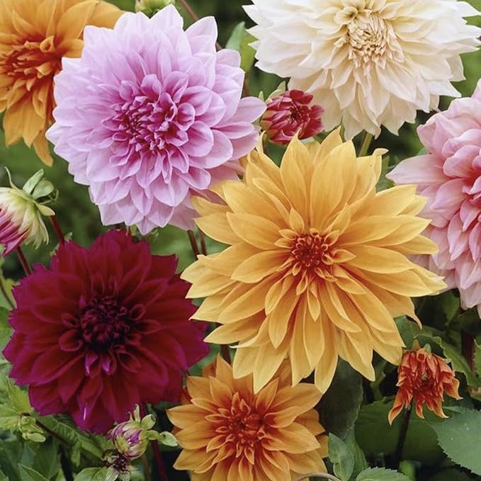 Mature Dinnerplate Dahlia Plant from Seeds