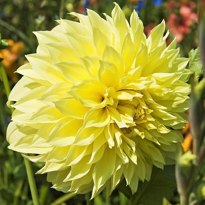 Dinnerplate Dahlia Growing in Patio Container from Seeds