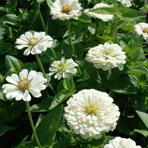White Dahlia Seeds for Large, Elegant Garden Blooms