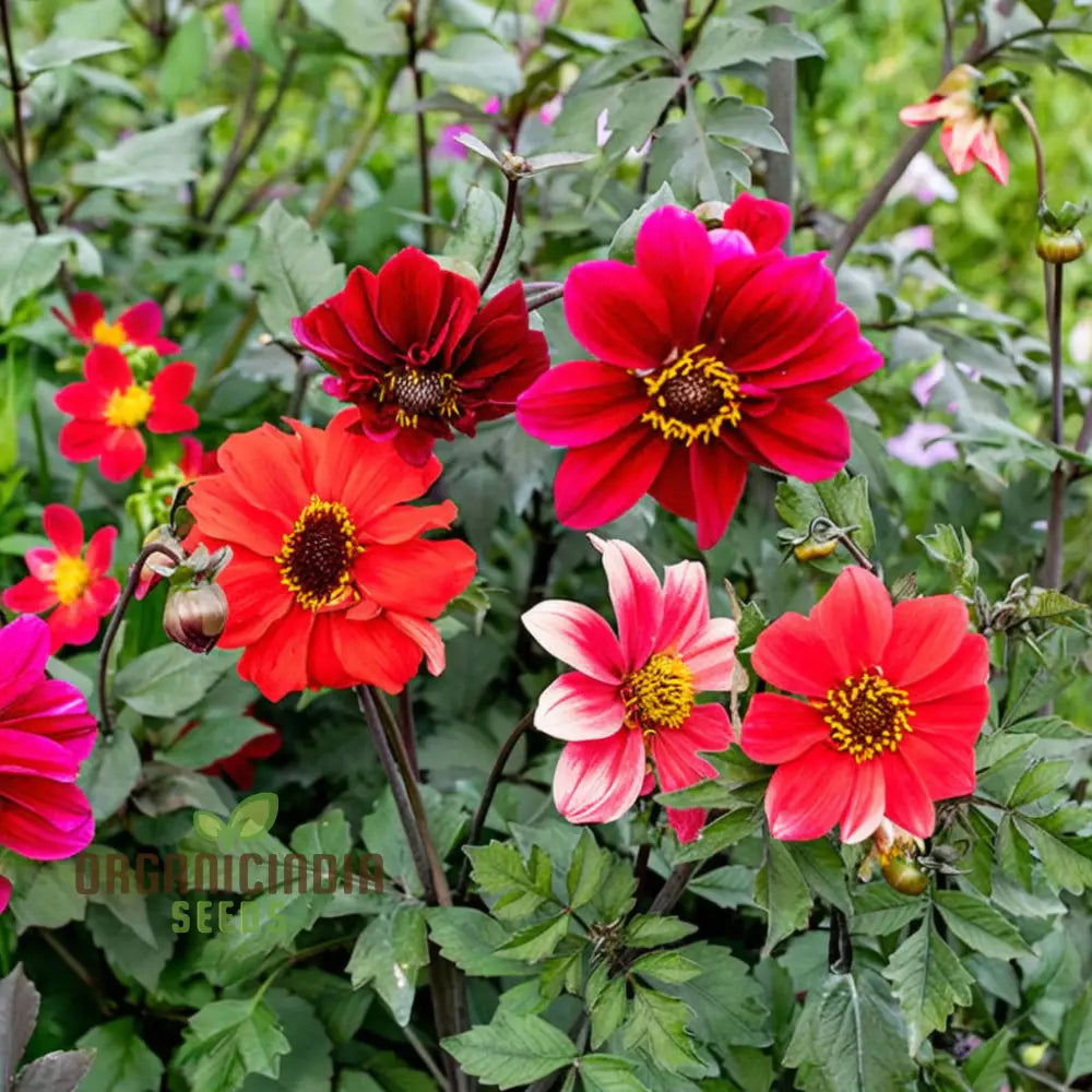 Tall Dahlia plants in garden display