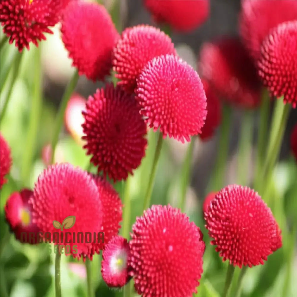 Daisy Pomponet Red Seeds - Vibrant And Cheerful Blooms For Your Garden