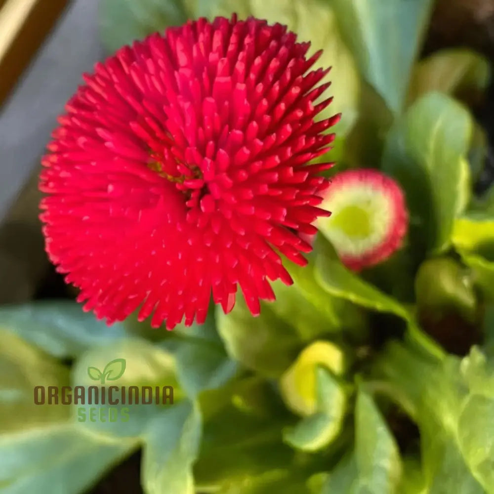 Daisy Pomponet Red Seeds - Vibrant And Cheerful Blooms For Your Garden