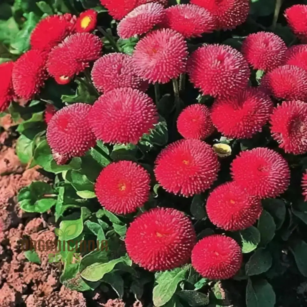 Daisy Pomponet Red Seeds - Vibrant And Cheerful Blooms For Your Garden