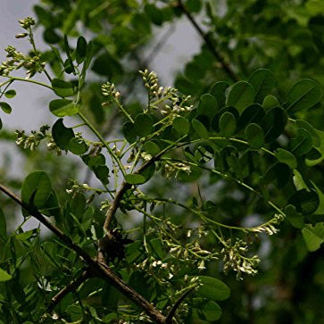 Dalbergia Melanoxylon African Blackwood Tree Growing Outdoors