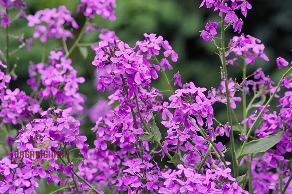 Dames Rocket Flower Seeds For Planting - Perfect Gardening Enthusiasts Premium Quality