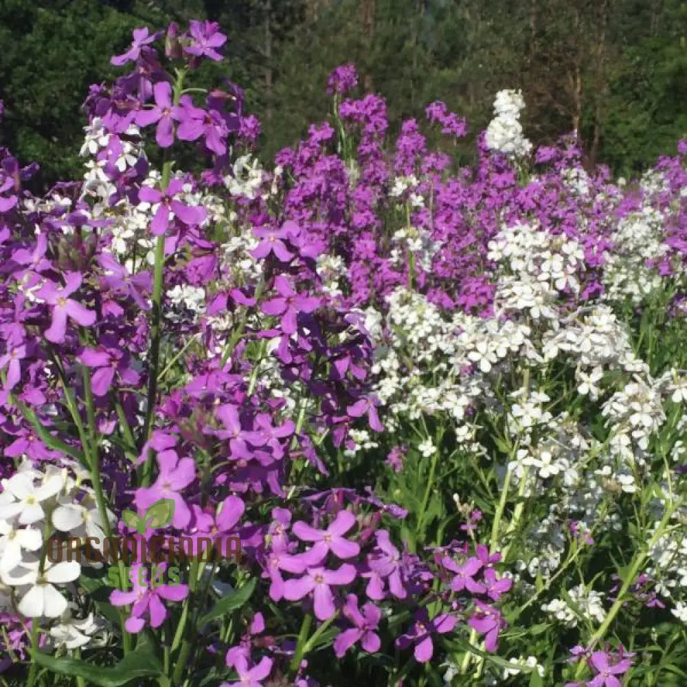 Dames Rocket Flower Seeds For Planting - Perfect Gardening Enthusiasts Premium Quality