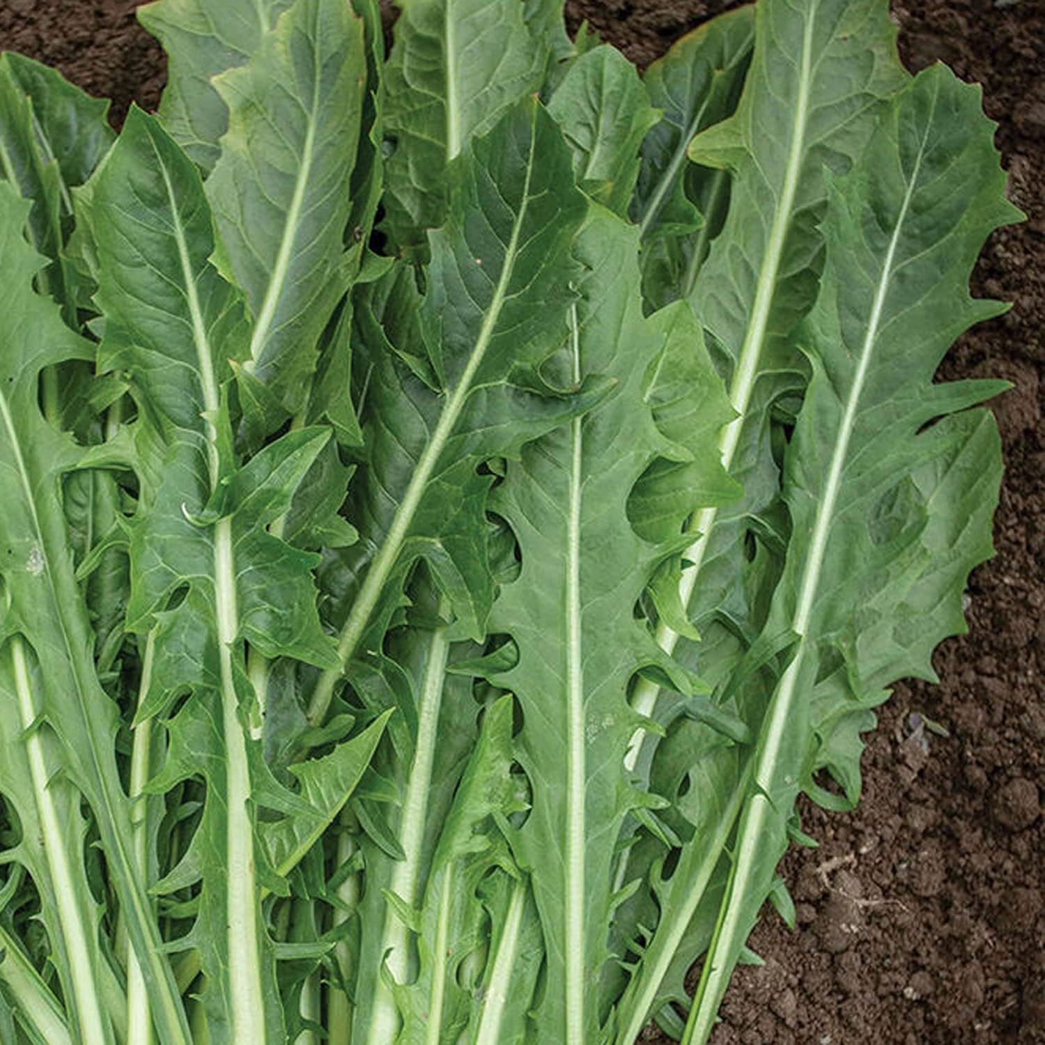 Italian Dandelion and Chicory Plants in Garden Bed, Homegrown Greens