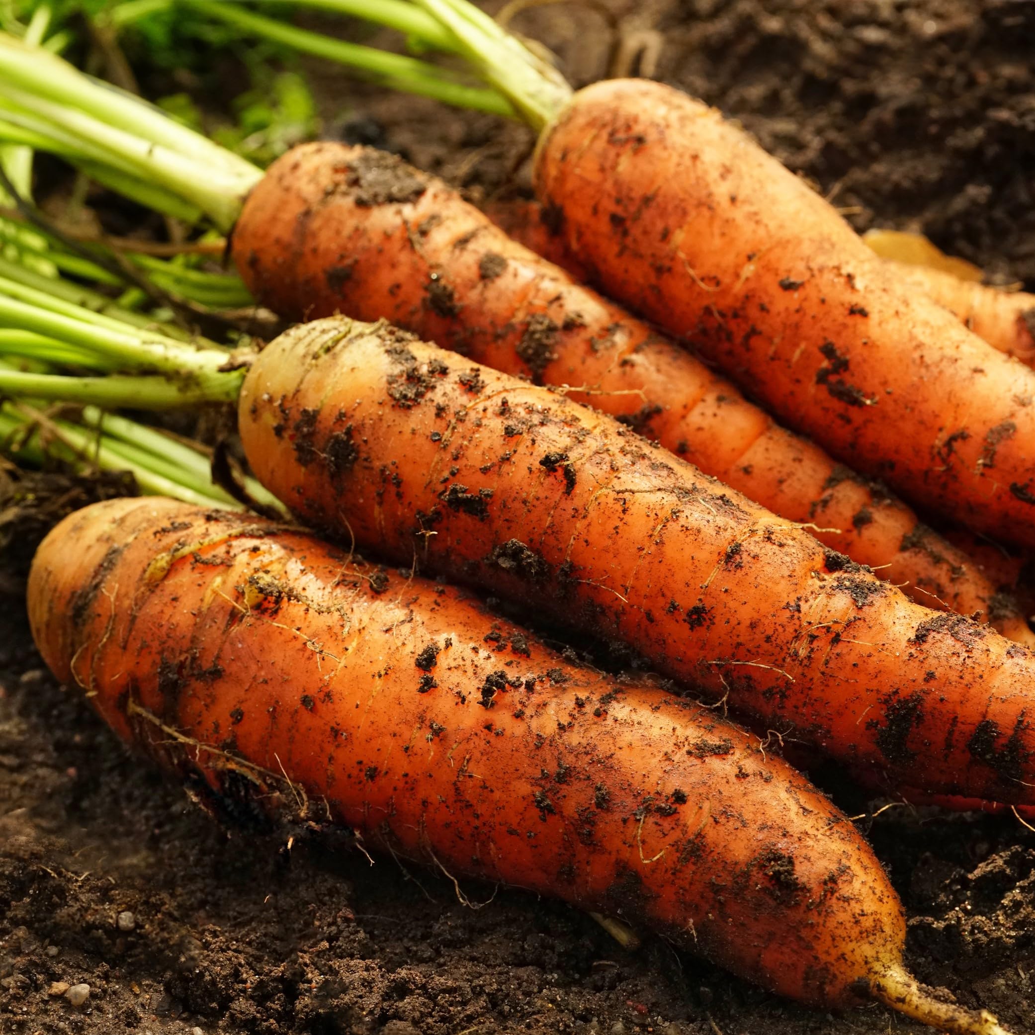 Danvers 126 Carrot Seedling, Easy-to-Grow Heirloom Root Vegetable