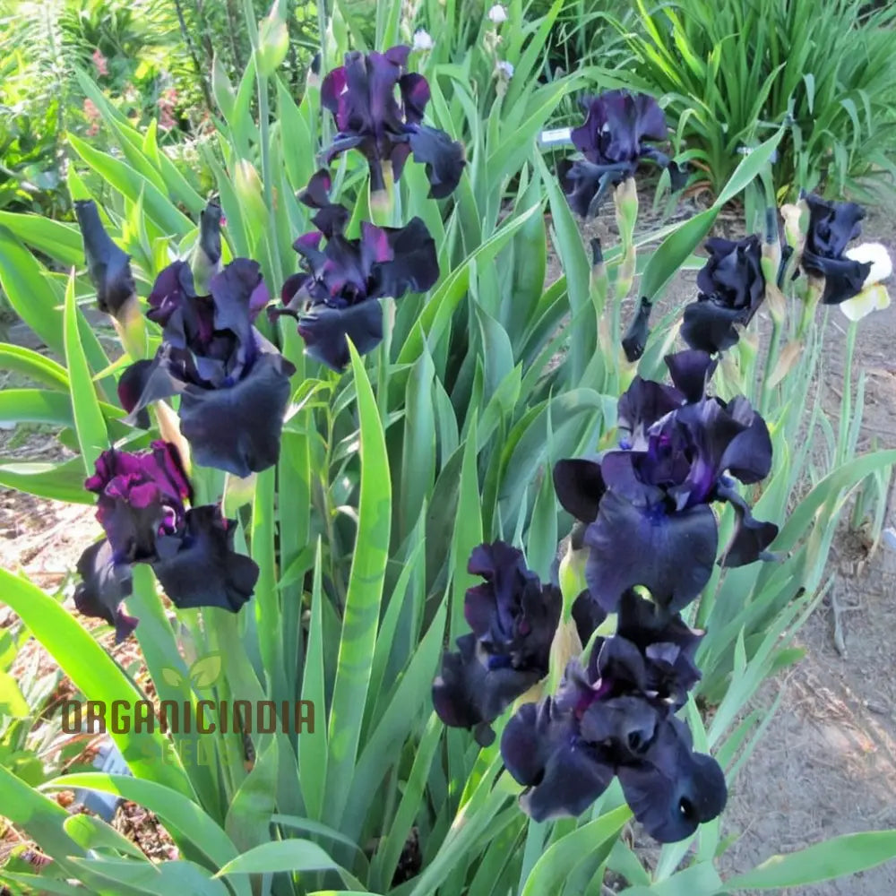 Dark bloom iris seeds for perennial garden borders