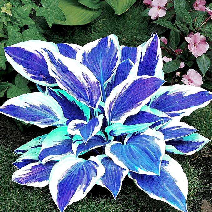 Dark Blue Hosta Seeds for Planting Premium Blue Foliage Perennials