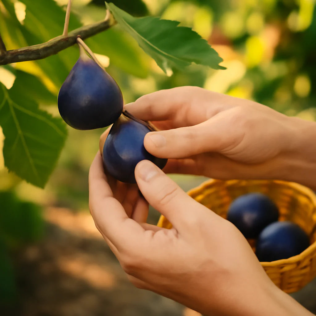 Dark Fig Tree Seeds for Container and Outdoor Growing