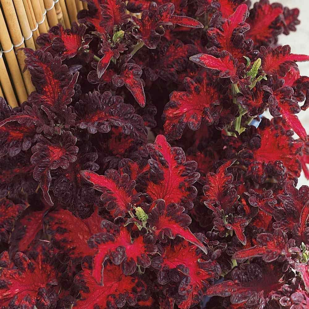 Dark foliage Coleus plant in garden