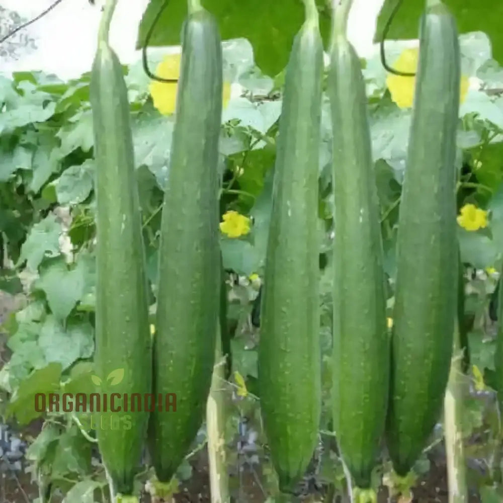 Dark Green Sponge Gourd Seeds for Garden, Easy-to-Grow Climbing Gourds