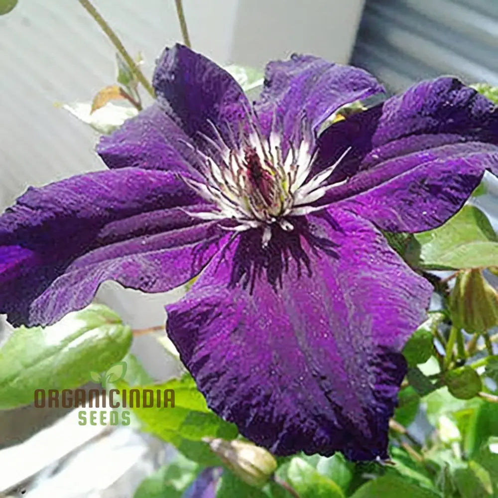 Dark Purple Clematis Seeds Stunning Blooms Easy To Grow Enhance Your Gardenâ€™s Beauty Flower Seeds