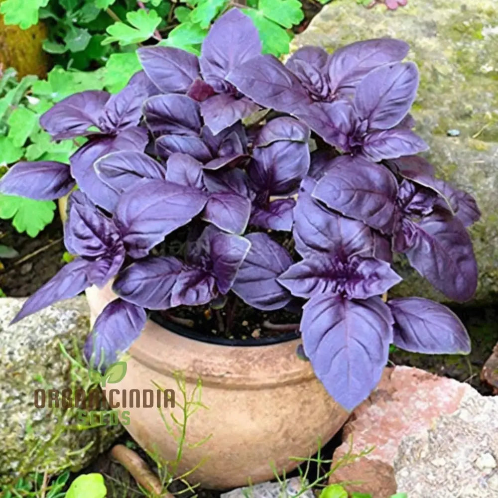 Dark Red Opal Basil Herbs Seeds Organic Heirloom Herb For Vibrant Culinary Gardens