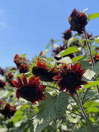 Dark Red Sunflower Seeds for Home Garden Planting