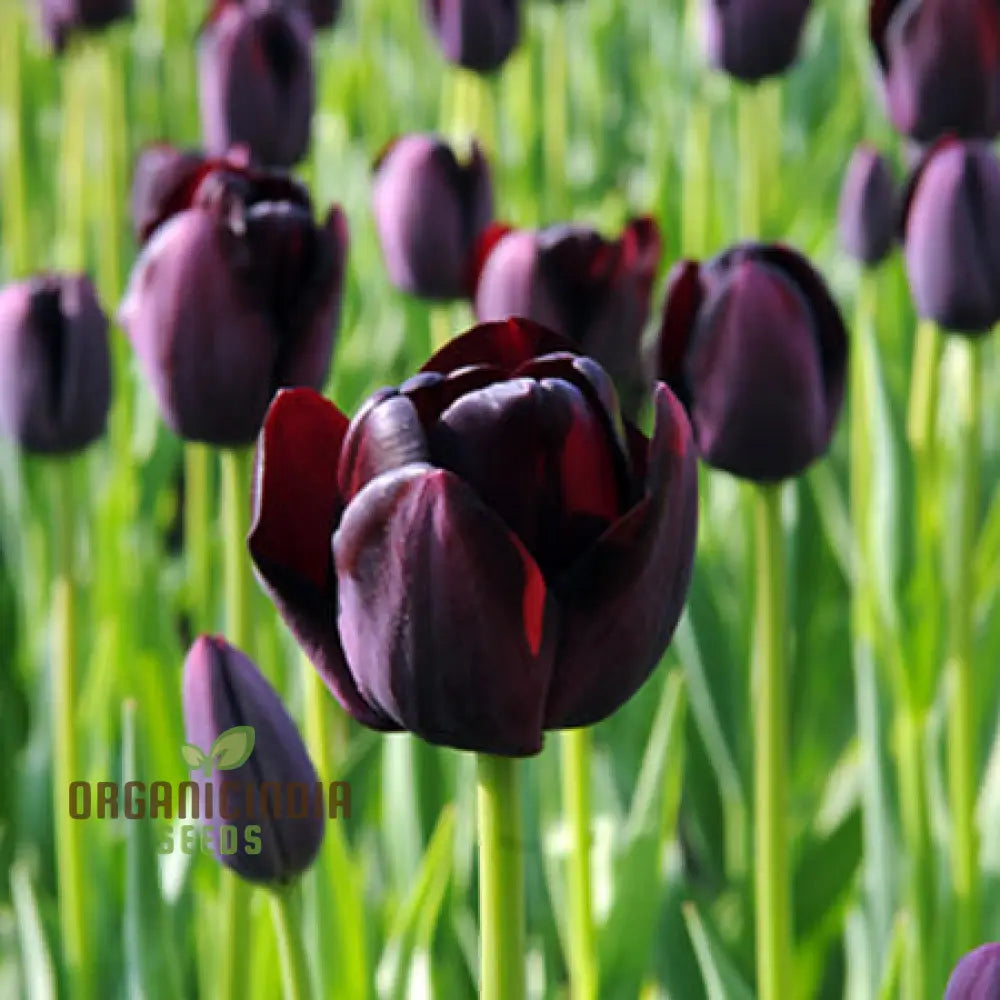 Premium dark tulip seeds for gardeners