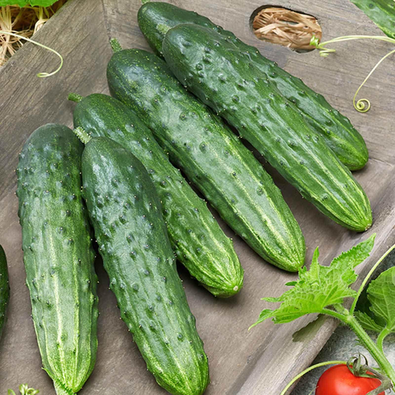 Dasher II Cucumber Seeds for Planting – High-Yield Hybrid Variety