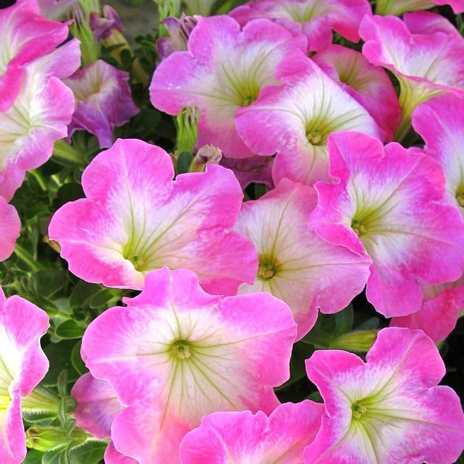 Daybreak Charm petunia flower seeds
