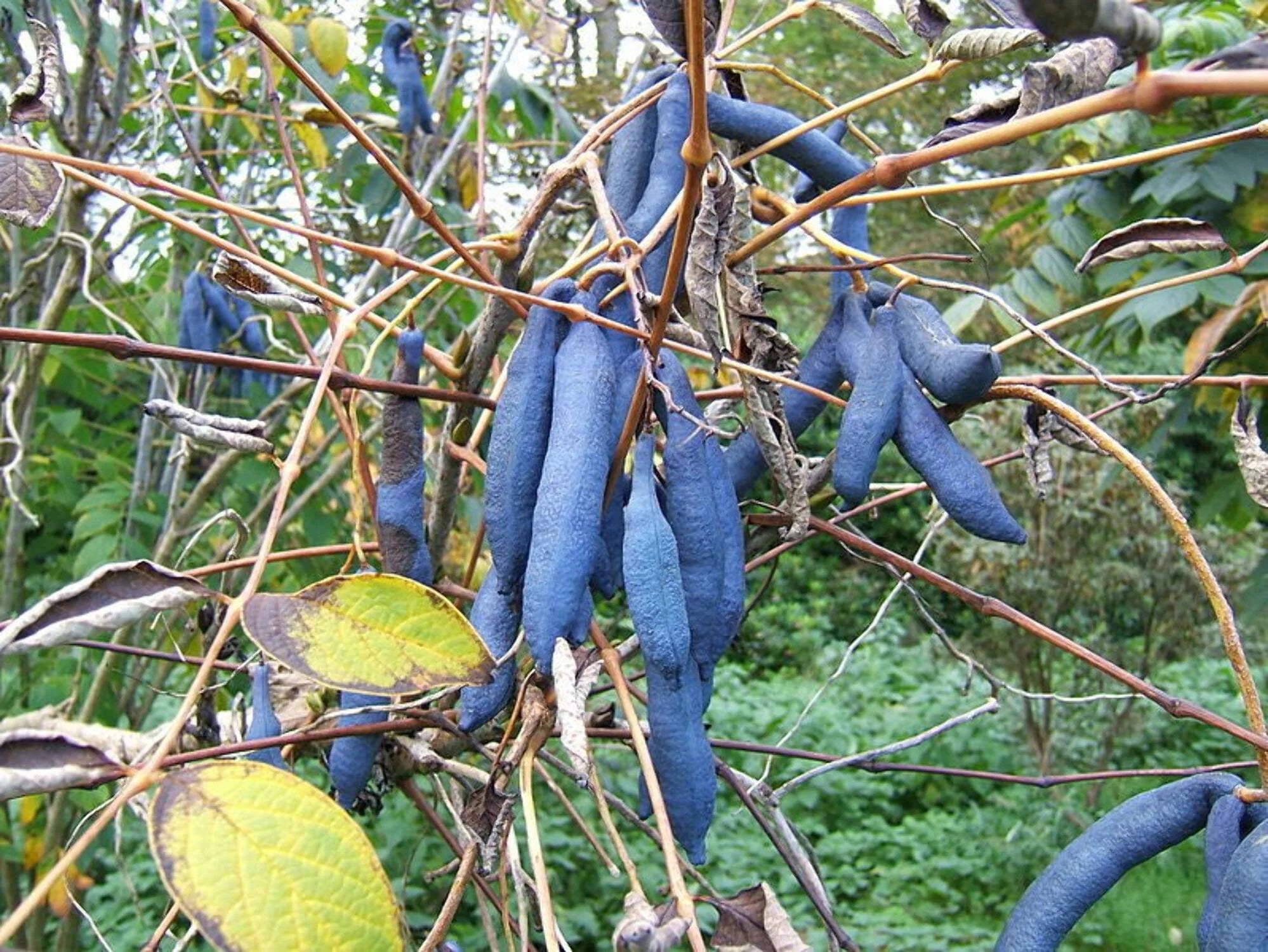 Dead Man’s Finger Tree seeds for planting