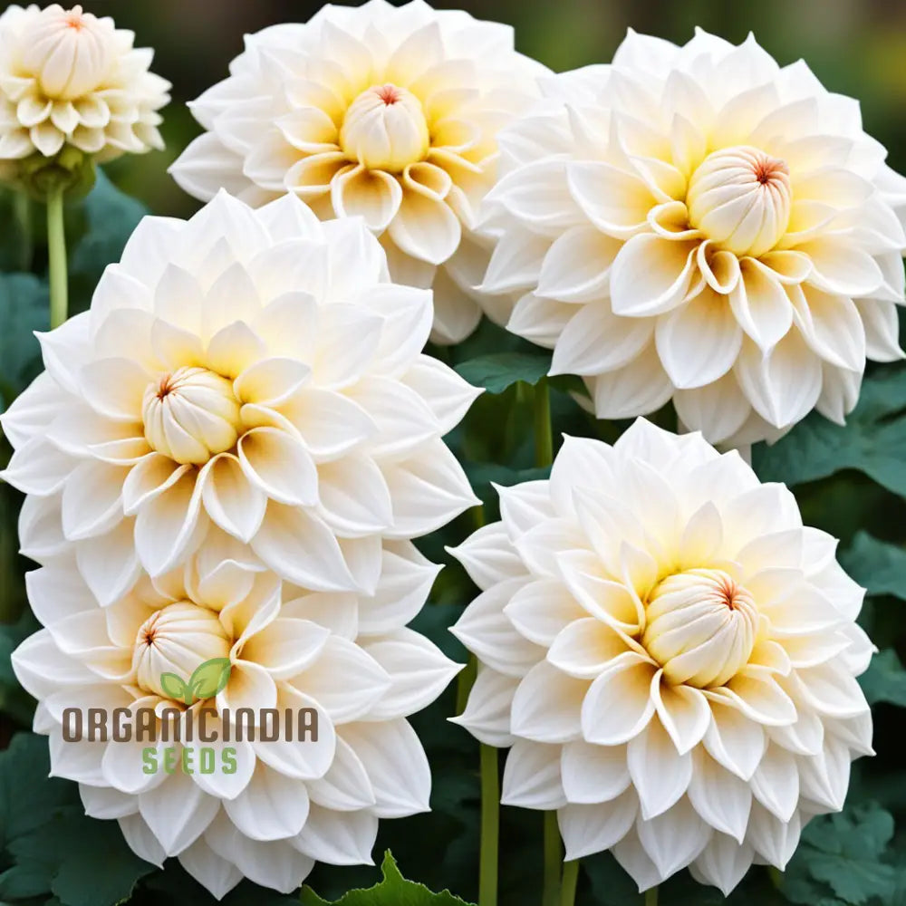 Decorative White Dahlia Seeds for Landscaping and Flower Beds