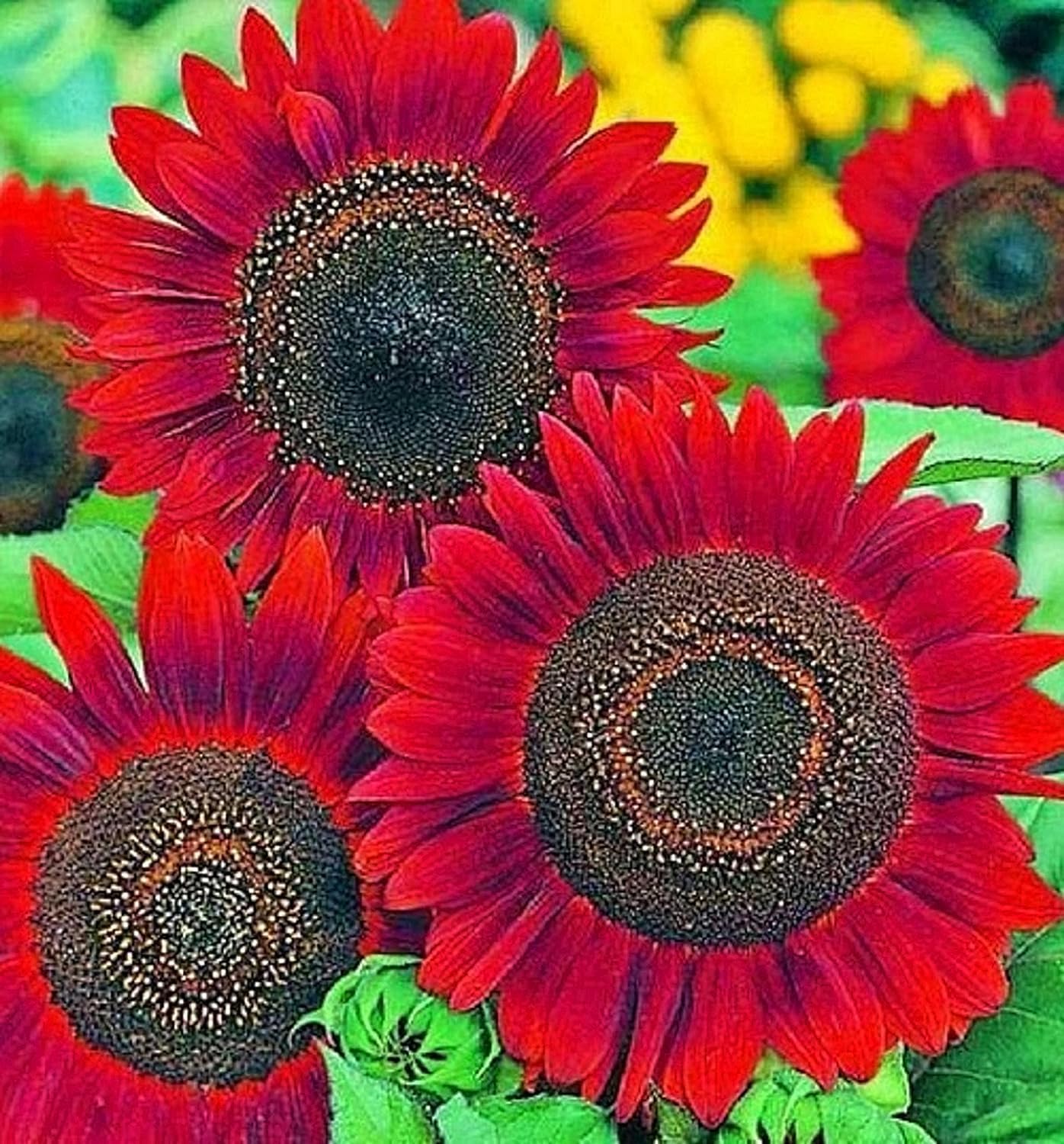 Decorative Red Mini Sunflower Seeds for Colorful Gardens