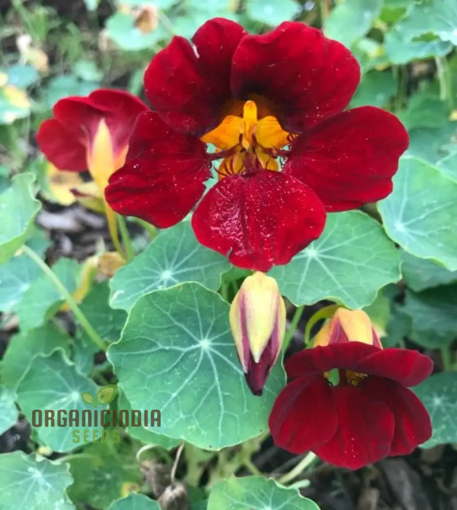 Deep Red to Black Nasturtium Seeds for Striking Blooms