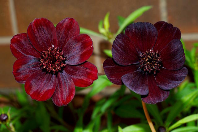 Deep Red Cosmos Seeds for Vibrant Summer Flowering