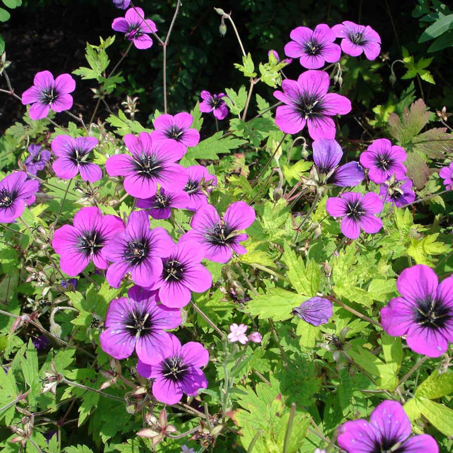 Deer Resistant Evergreen Cranesbill Geranium Plant