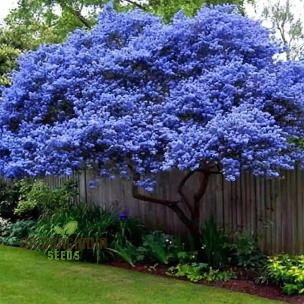 Deerbrush Ceanothus Tree Seeds for Blue Spring Blooms