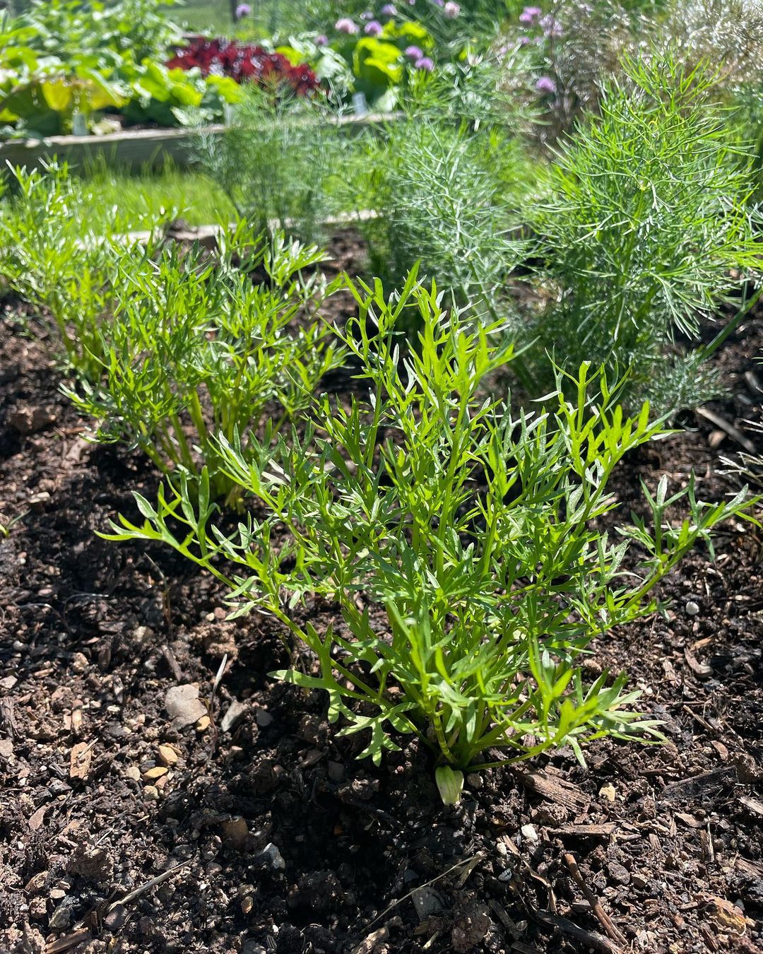 Delfino Cilantro Seeds for Planting Premium Non-GMO Herb Variety