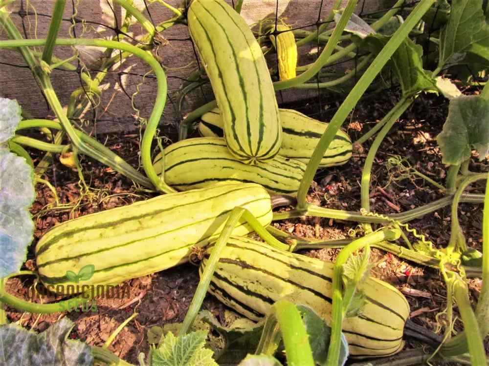 Delicata Squash Plant in Container, Garden Vegetable Seeds