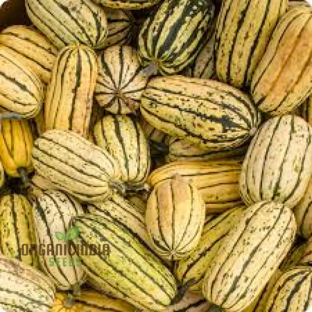 Delicata Squash Vine in Garden, Premium Quality Seeds