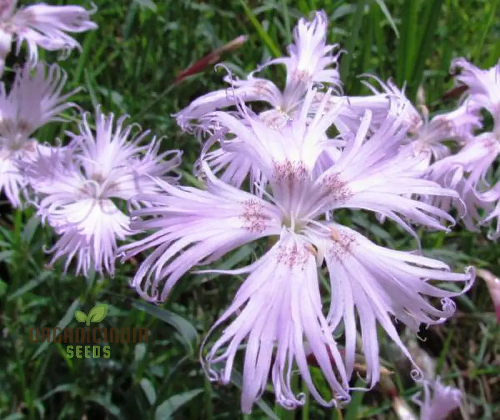 Delicate Dianthus Garden Seeds for Elegant Seasonal Blooms