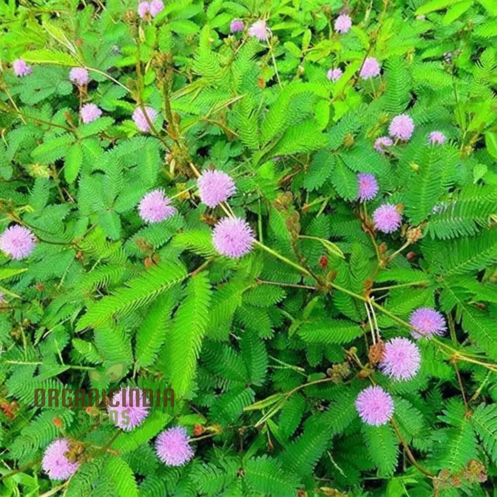 Delicate Mimosa Pudica Seeds for Educational and Home Gardens